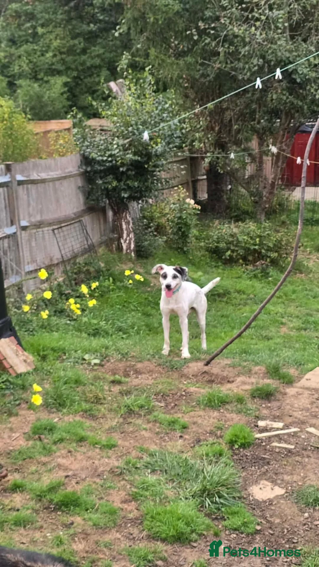 Mixed Breed dogs for adoption: Flipper for adoption in Hastings - Advert 7