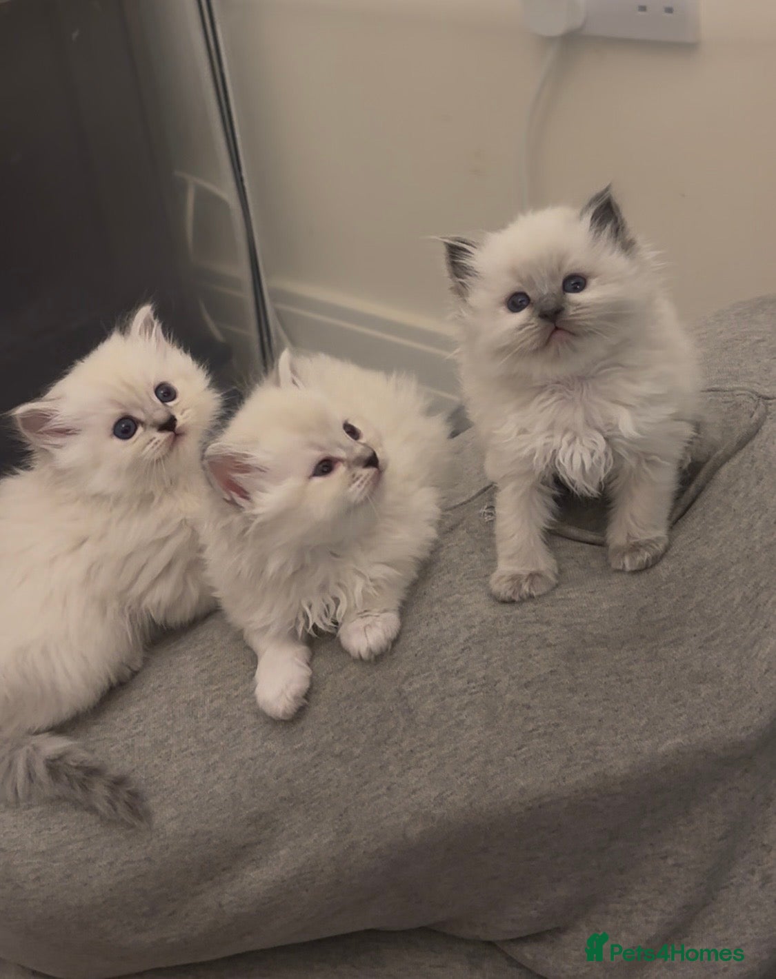 Perdoll cats PERDOLL (PERSIAN-RAGDOLL) KITTENS FOR SALE - Advert 1