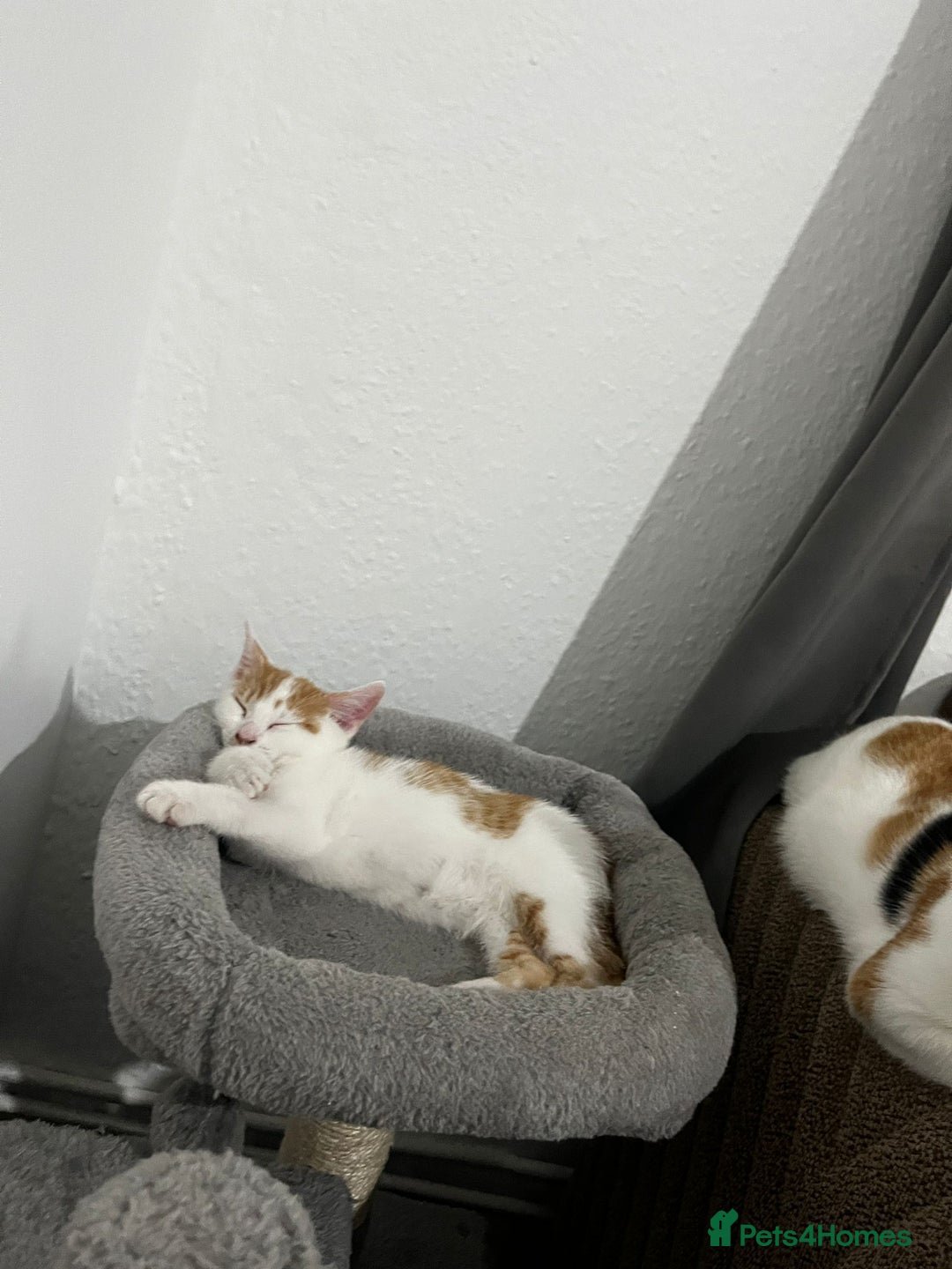 Mixed Breed cats for sale: orange and white kitten for sale  - Image 4