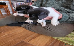 Mixed Breed dogs for sale: Jack Russell x German spitz klein puppies - Advert 4