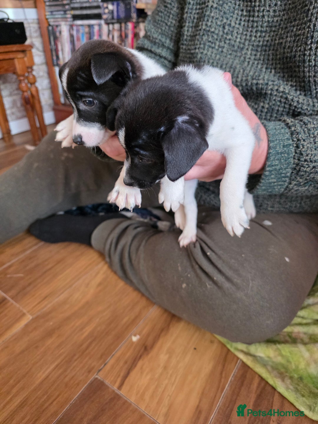 Mixed Breed dogs for sale: Jack Russell x German spitz klein puppies - Advert 4