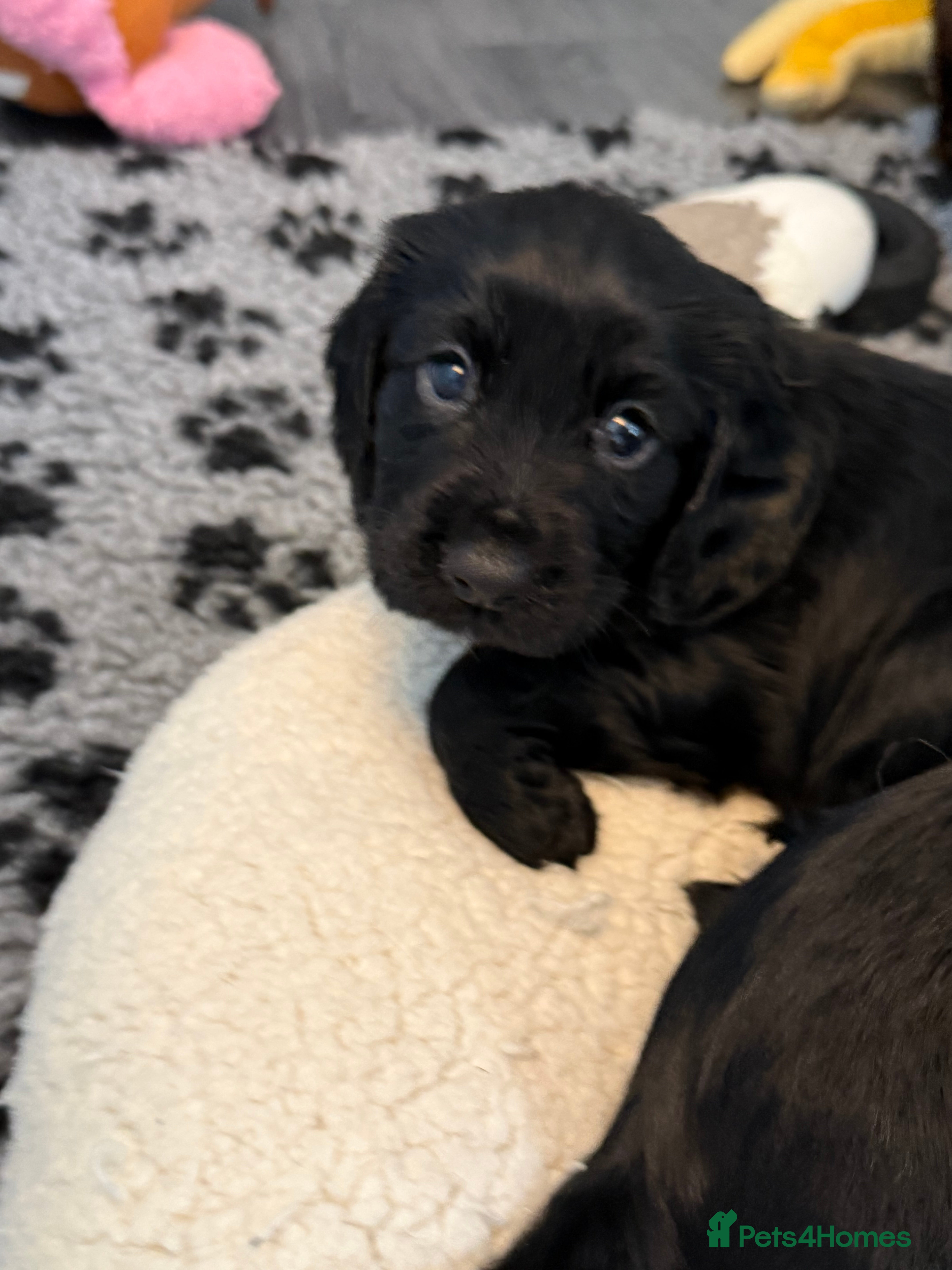 Cocker Spaniel dogs Beautiful KC Registered Cocker Spaniel puppies - Advert 2