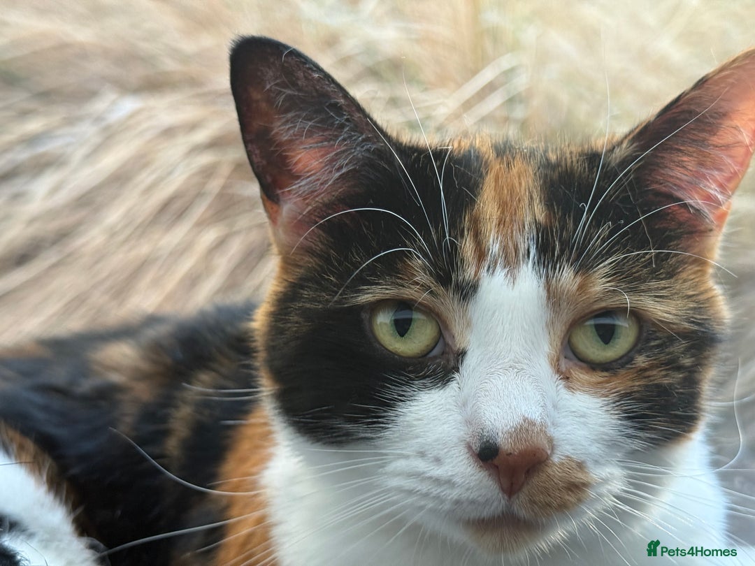 Domestic Shorthair cats for sale: FIONA NEEDS A NEW HOME ASAP - Advert 8