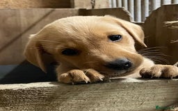 Labrador Retriever dogs for sale: Fox red Labradors  - Image 13