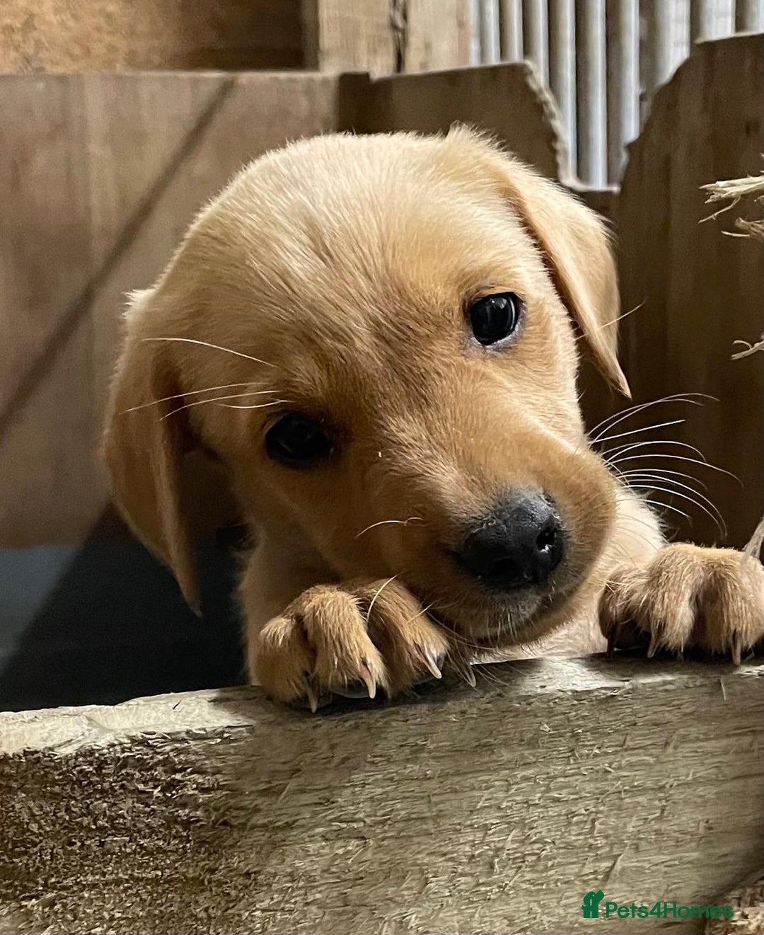 Labrador Retriever dogs for sale: Fox red Labradors  - Image 13