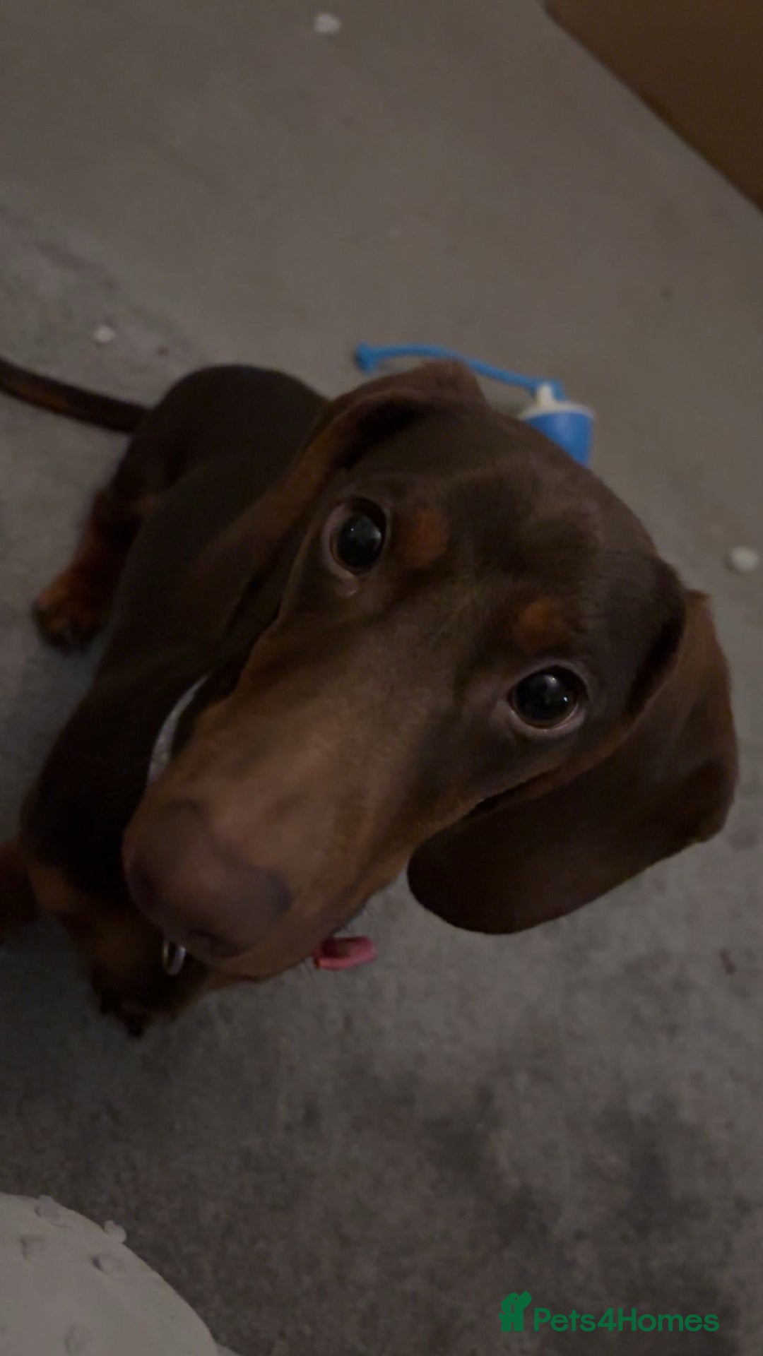 Dachshund dogs for sale: male miniature dachshund  - Advert 2