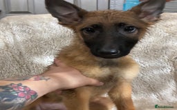 German Shepherd dogs for sale: German shepherd puppies  - Image 3