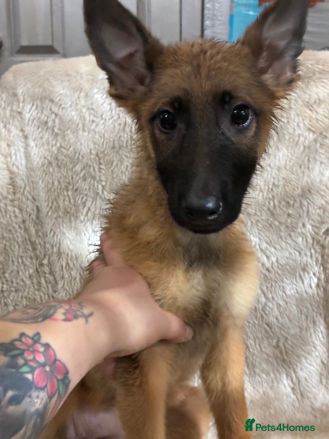 German Shepherd dogs for sale: German shepherd puppies  - Image 3