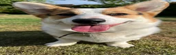 Welsh Corgi Pembroke dogs for sale: Bertie in Woking - Advert 2
