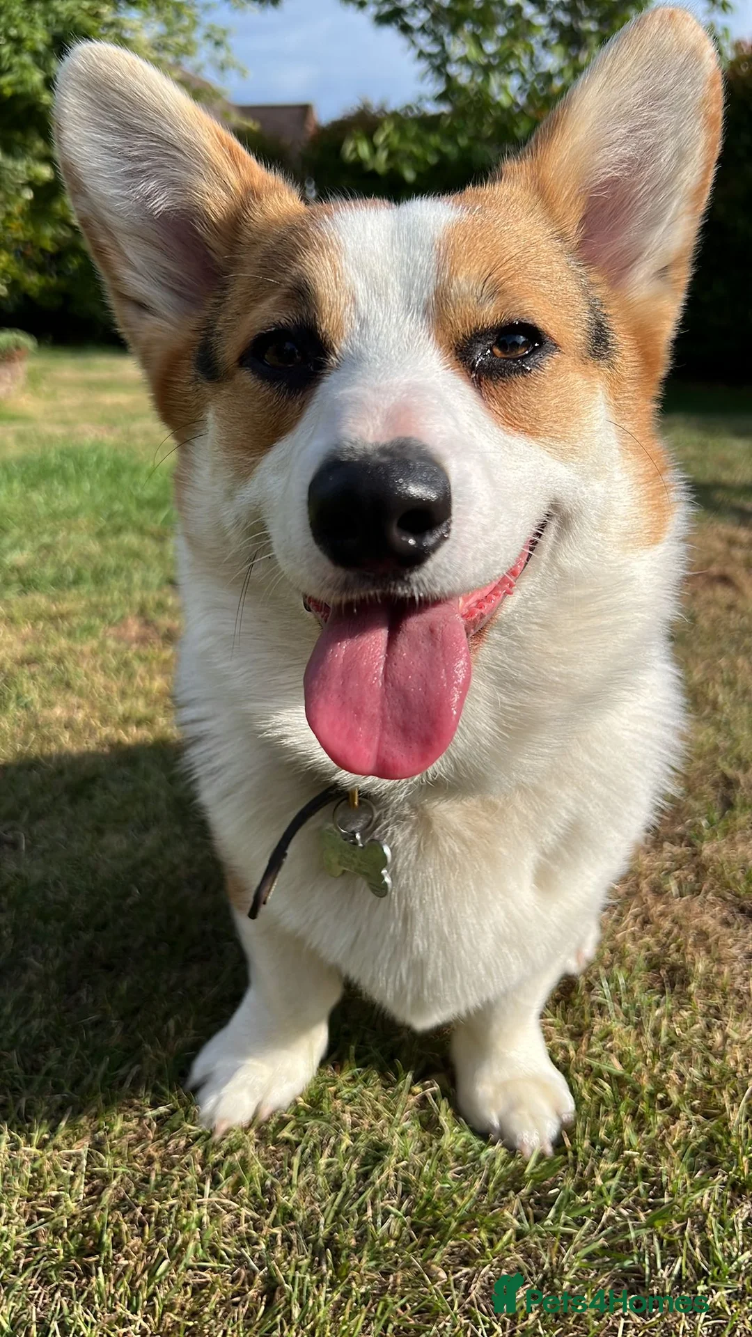 Welsh Corgi Pembroke dogs for sale: Bertie in Woking - Advert 2