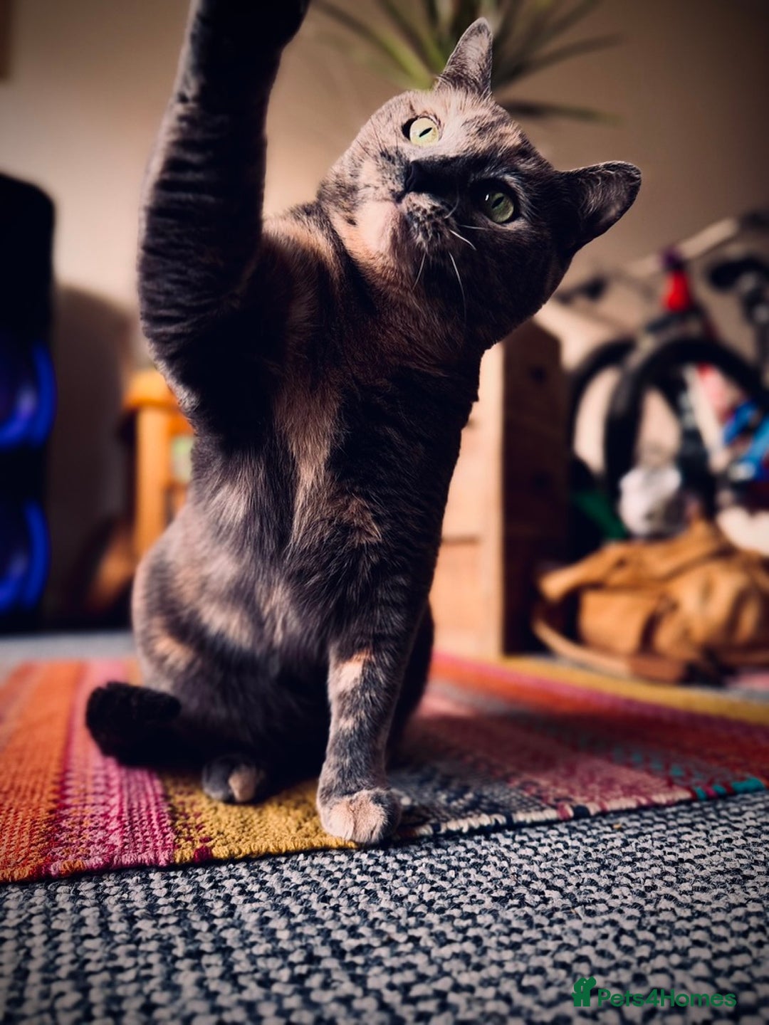 Mixed Breed cats for sale: Beautiful Layla needs a new family - Advert 3