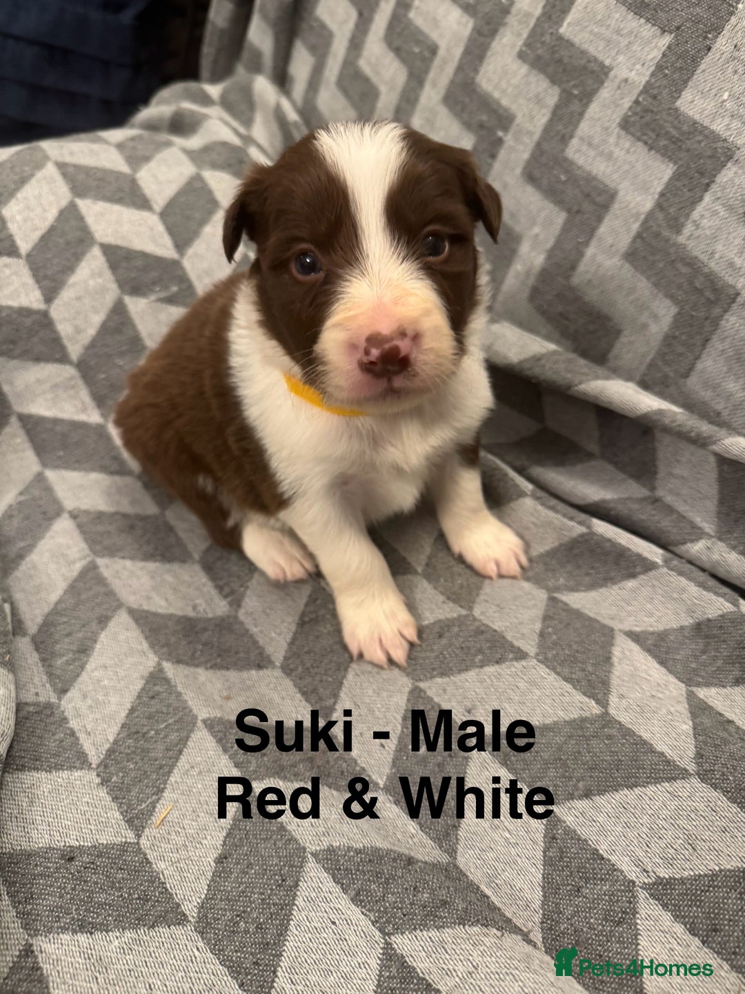 Border Collie dogs for sale: KC Reg (Pending) Border Collie Puppies For Sale - Advert 6