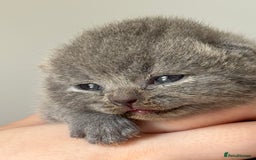 British Shorthair cats for sale: Beautiful BSH Boy for sale - Image 8