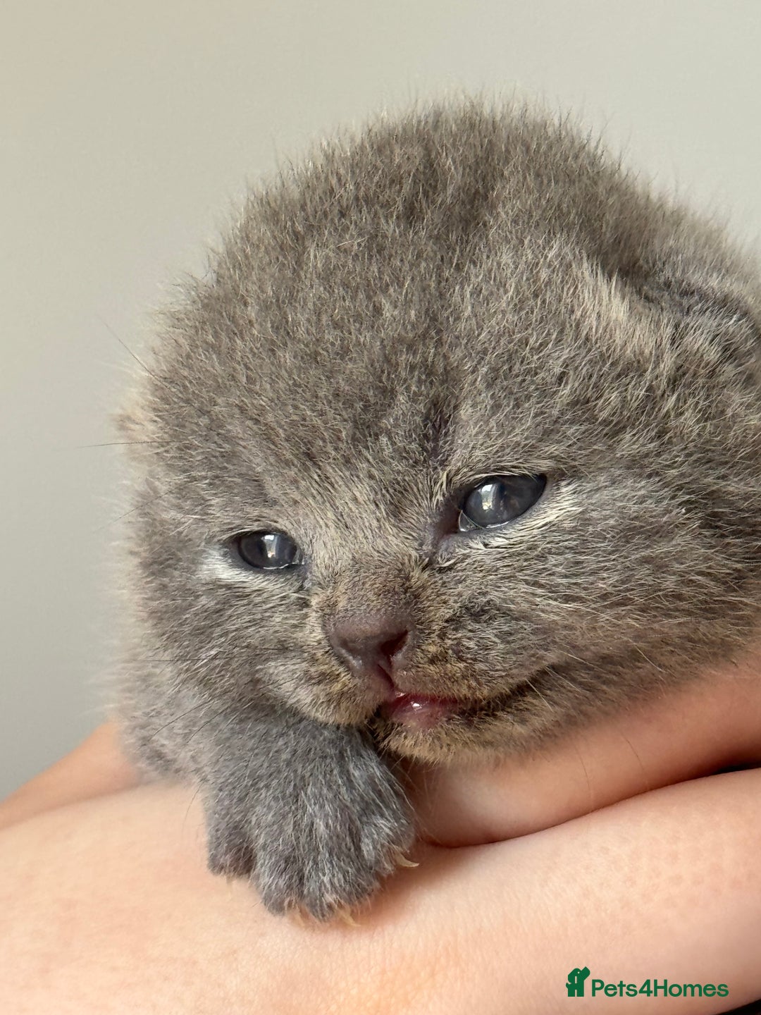British Shorthair cats for sale: Beautiful BSH Boy for sale - Image 8