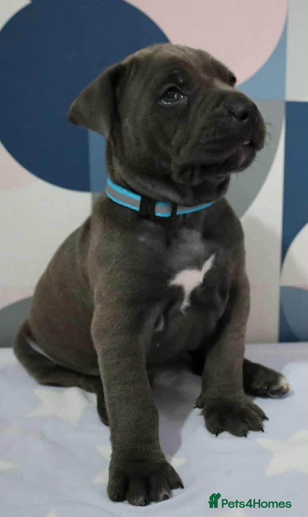 Mixed Breed dogs for sale: American bulldog mix puppy - Image 2