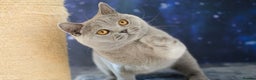 British Shorthair cats for sale: British Shorthair Kittens - Advert 6