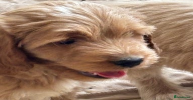 Cockapoo dogs in Treharris - Advert 14