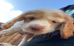 Cocker Spaniel dogs for sale: Purebred cocker spaniel pups in Buckingham - Image 8