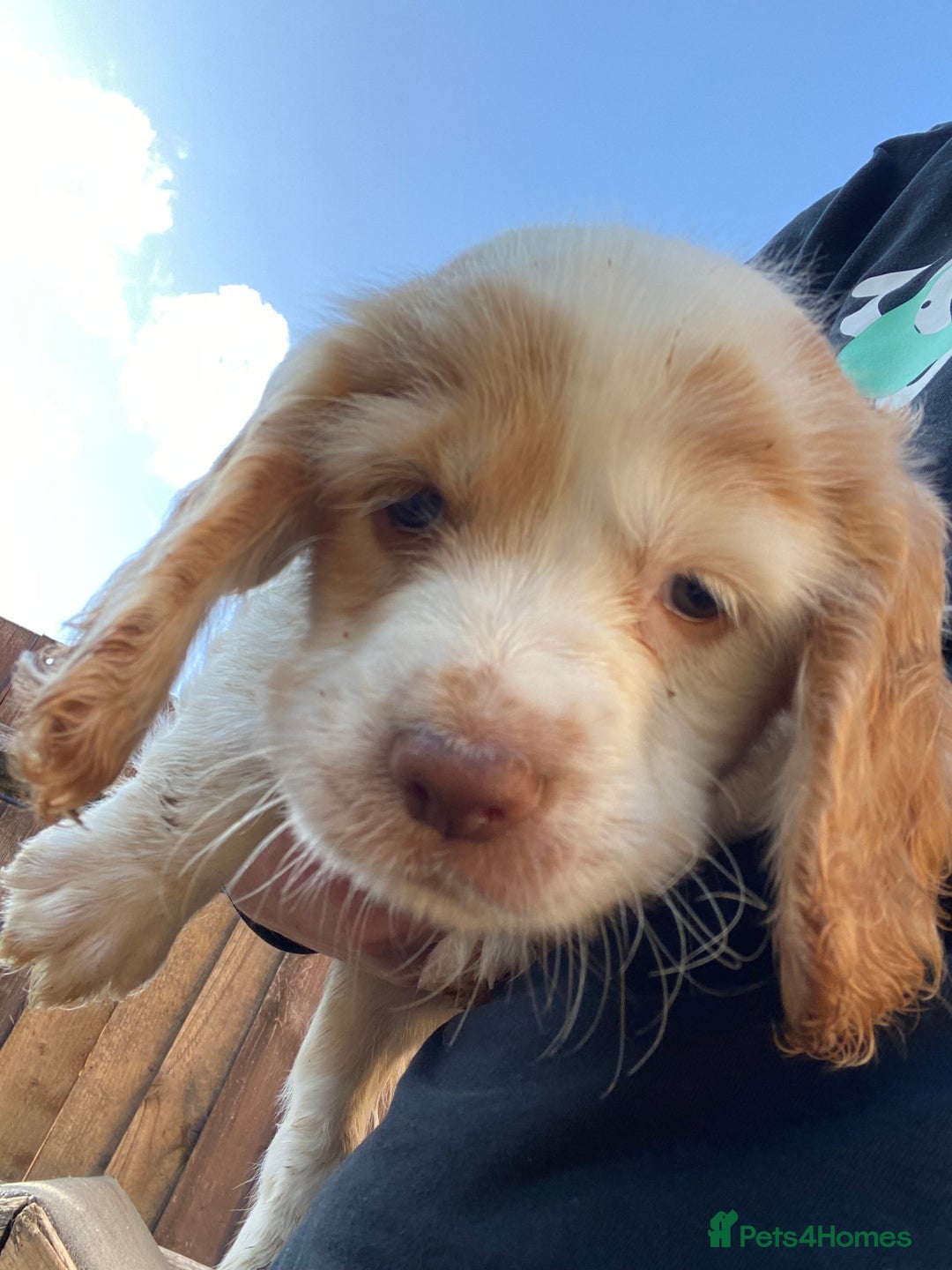 Cocker Spaniel dogs for sale: Purebred cocker spaniel pups in Buckingham - Image 8