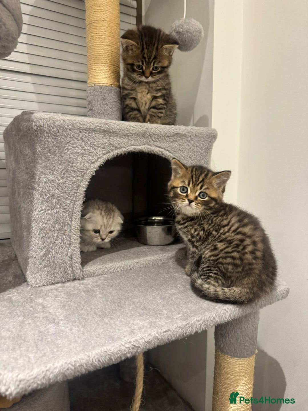 British Shorthair cats for sale: Adorable British Shorthair Male Kittens for Sale. - Advert 8