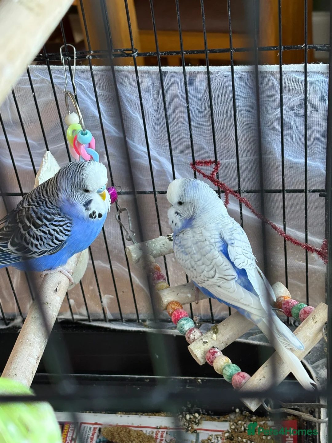 Budgerigars birds for sale: 2 male budgies  in Middlesbrough - Advert 1