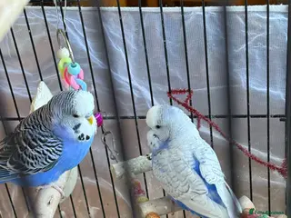 Budgerigars birds 2 male budgies - Advert 1