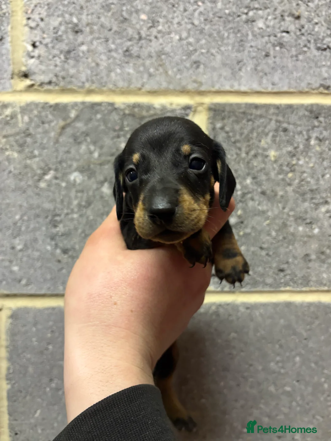 Miniature Dachshund dogs for sale: 5 Stunning dachshund puppies  - Advert 15