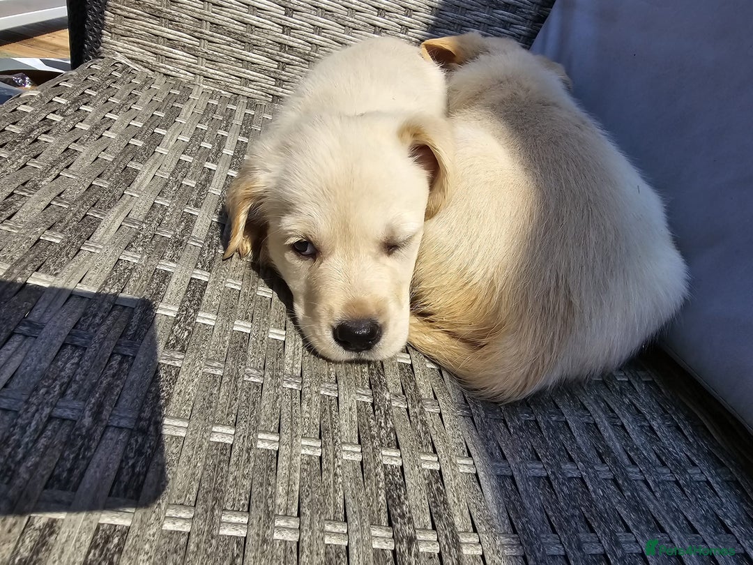 Goldador dogs for sale: Goldador puppy's  - Advert 9