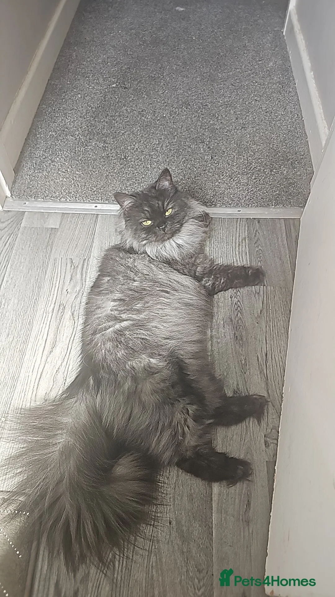 Mixed Breed cats for sale: Shaddow in Ashton-under-Lyne - Advert 1