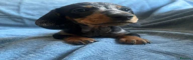 Miniature Dachshund 2
