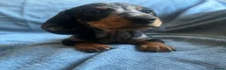 Miniature Dachshund dogs for sale: Gorgeous kaninchen/miniature puppies - Advert 14