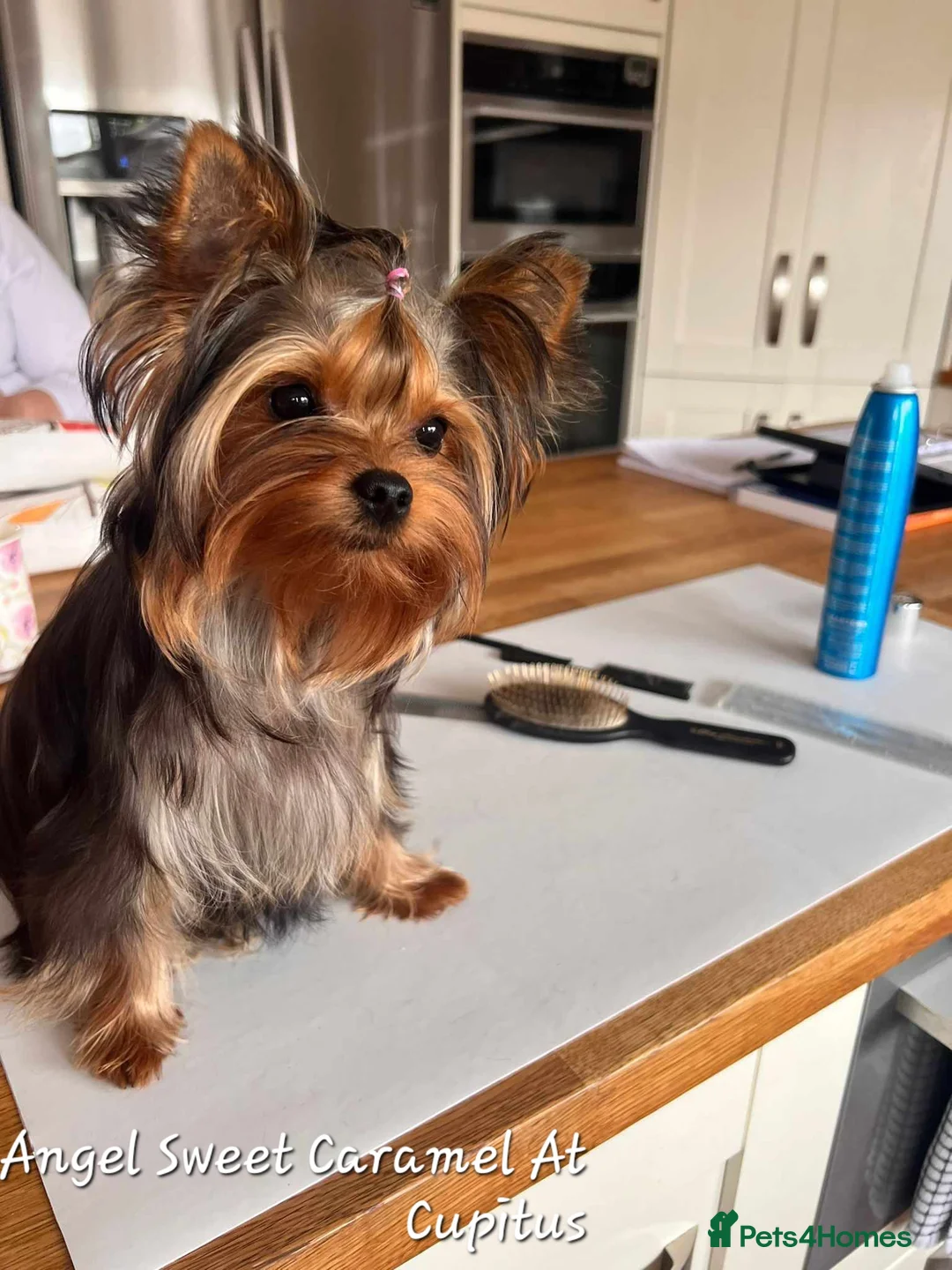 Yorkshire Terrier dogs for stud: PROVEN KC reg 2.5kg experienced STUD boy in Newton-le-Willows - Advert 31