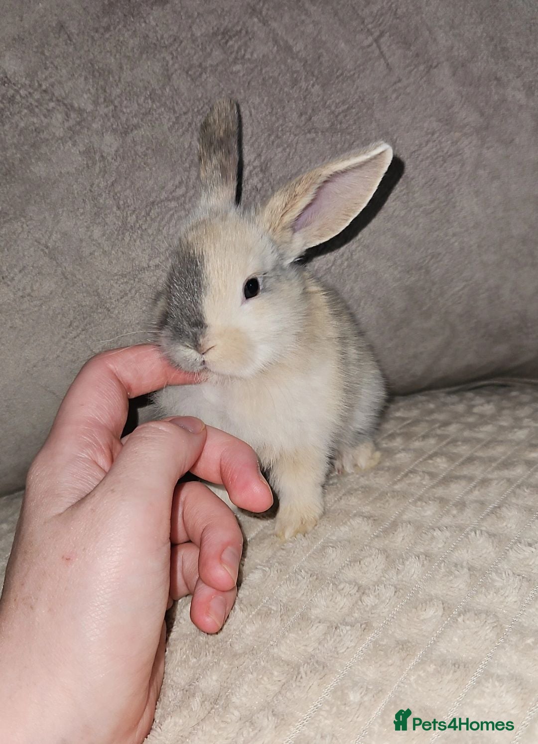 Mini Lop rabbits X8 Beautiful Baby Bunnies - Advert 1