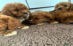 Cavapoo dogs for sale: Gorgeous cavapoos  - Image 16