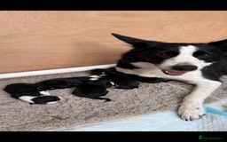 Border Collie dogs for sale: Maeve Border collie puppy  - Image 2