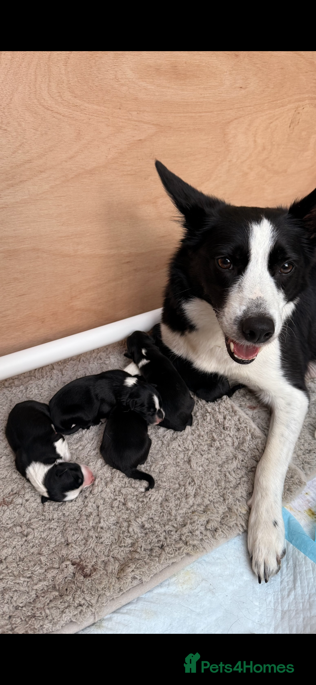 Border Collie dogs for sale: Maeve Border collie puppy  - Image 2
