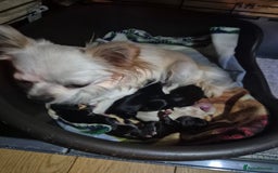 Chihuahua dogs for sale: Chihuahua puppies  - Image 13