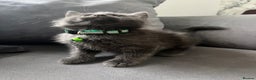 Mixed Breed cats for sale: Grey male kitten for sale 8 weeks  - Advert 6