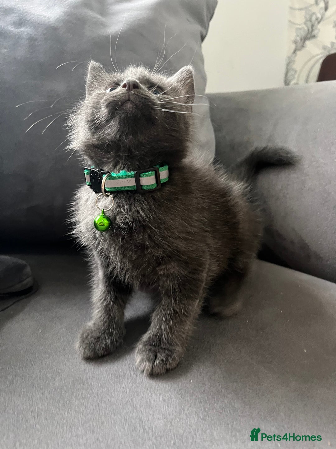 Mixed Breed cats for sale: Grey male kitten for sale 8 weeks  - Image 6