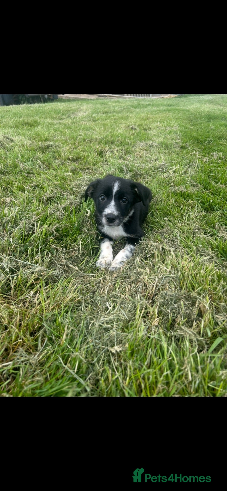 Border Collie dogs Gorgeous litter of border collie puppies - Advert 12