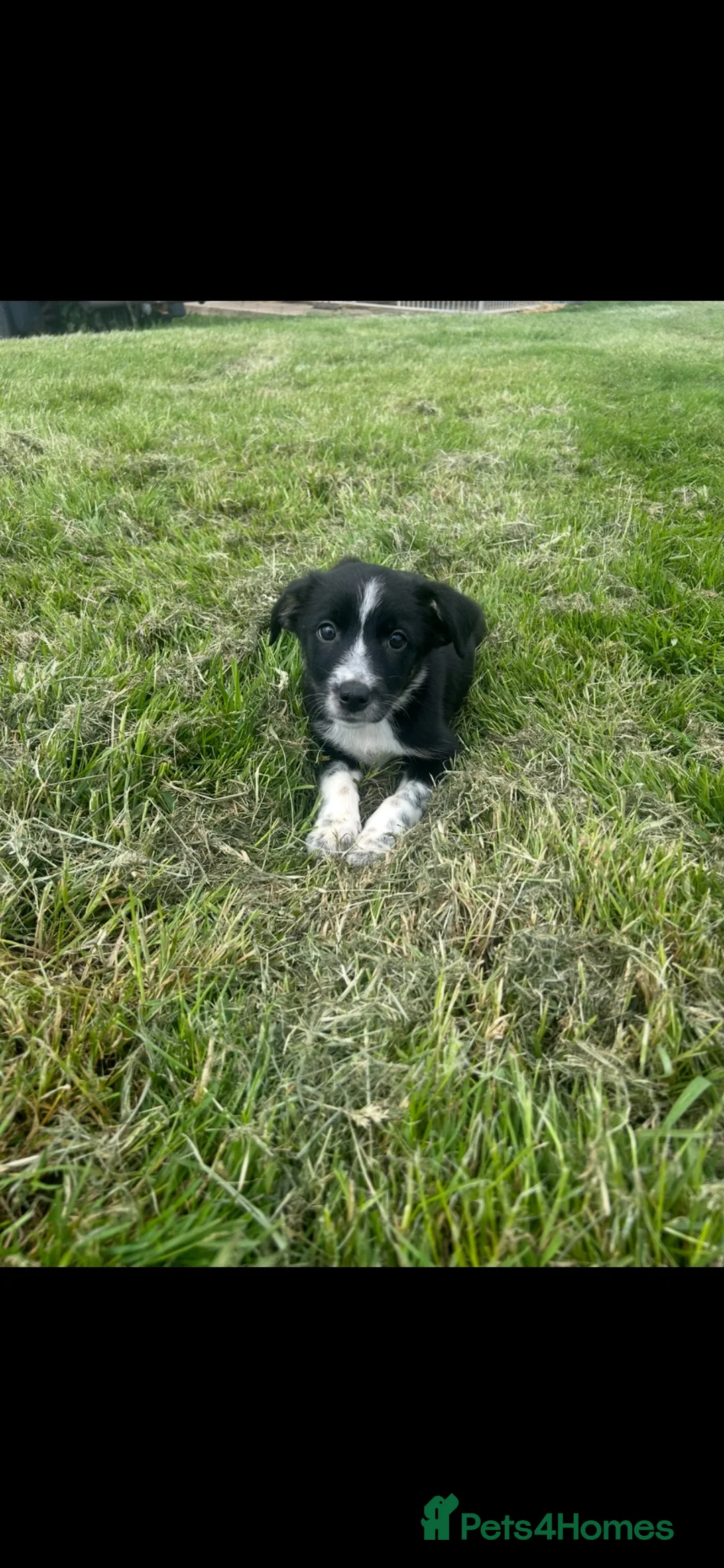 Border Collie dogs for sale: Gorgeous litter of border collie puppies - Advert 1
