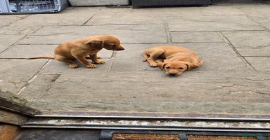 Labrador Retriever dogs - Advert 2