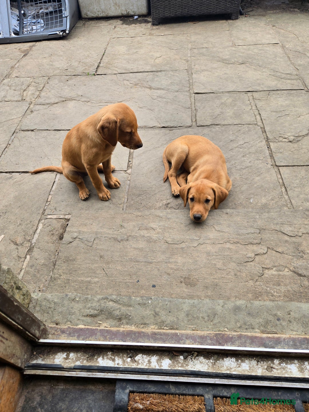 Labrador Retriever dogs for sale: Last Beautiful Fox Red KC Reg Lab Pups READY NOW - Image 3