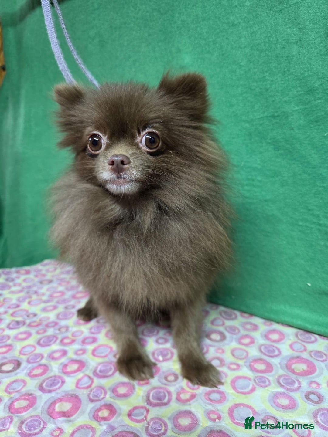 Pomeranian dogs for adoption: LOLA – Miniature Pomeranian (Female) - Advert 3