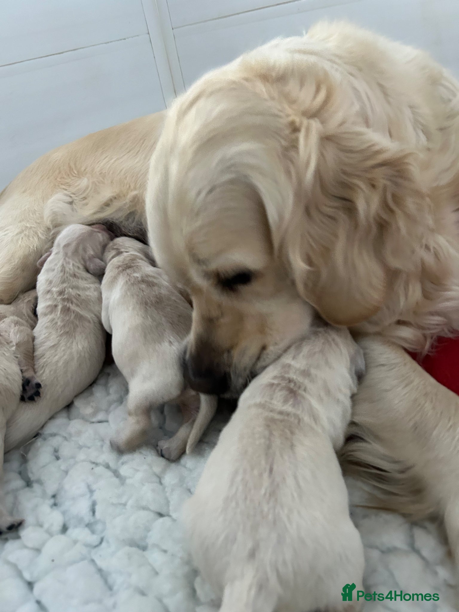 Golden Retriever dogs Hereditary clear (ICT-A, GR-PRA 1 & 2) - Advert 2