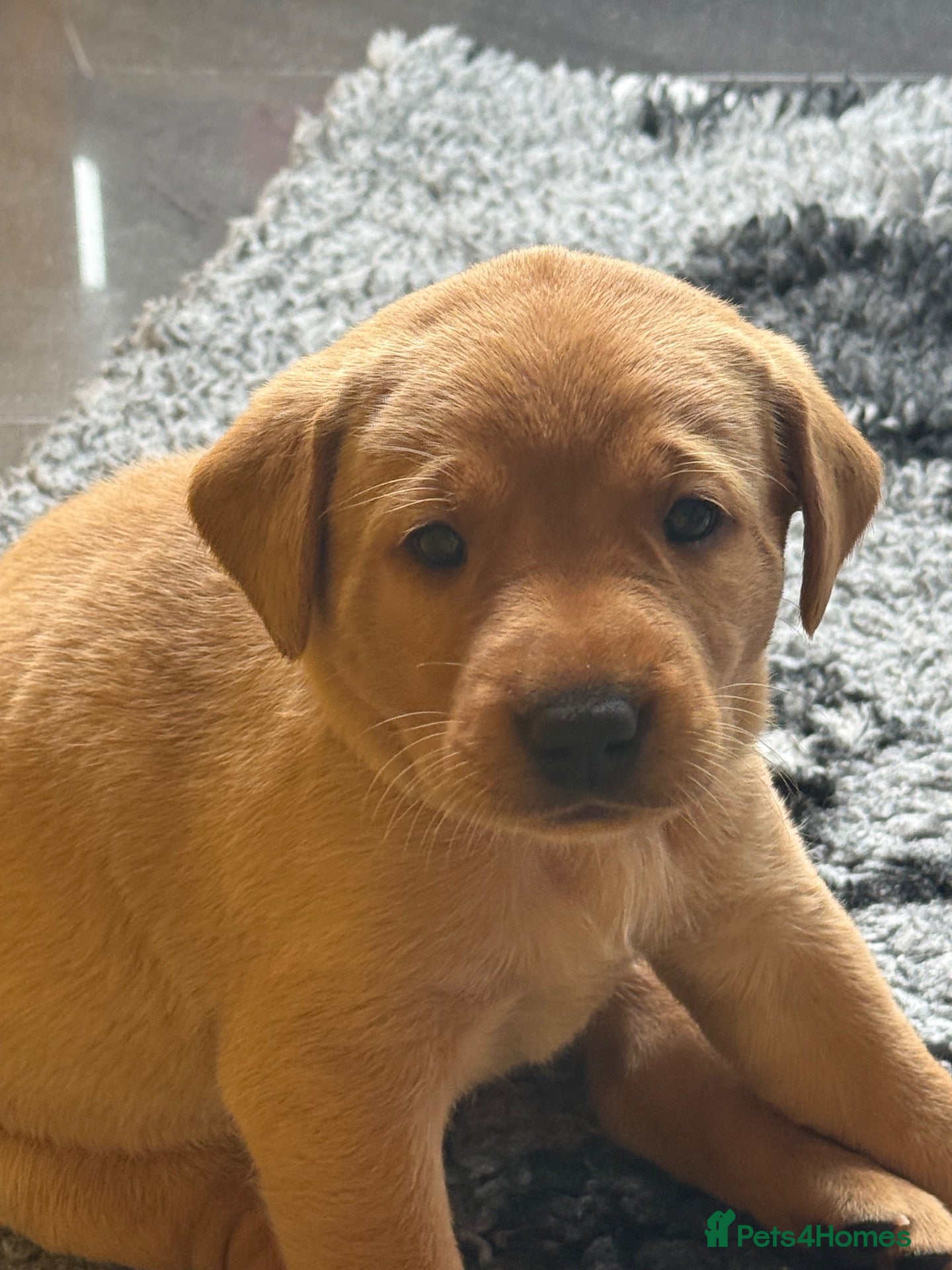 Labrador Retriever dogs Exceptional Health-Tested Purebred Labrador Puppys - Advert 1