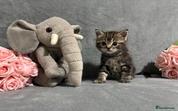 Mixed Breed cats for sale: Ragdoll mixed kittens Grey. Tabby. Speckled. Black - Advert 11