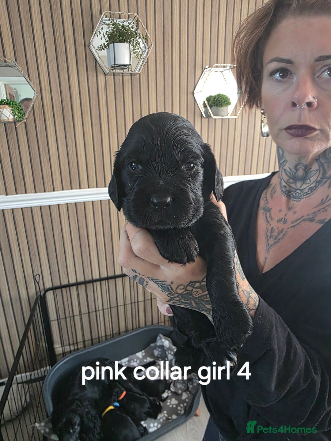 Sprocker dogs for sale: Sprocker puppies for sale. - Image 9