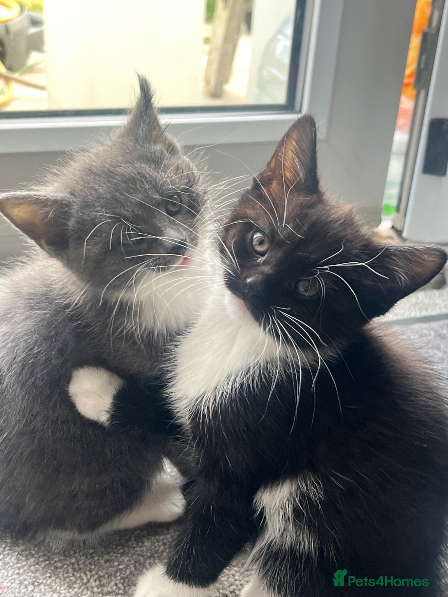 Mixed Breed cats mainecoon/european - Advert 10