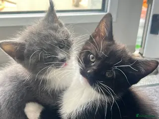 Mixed Breed cats mainecoon/european - Advert 10